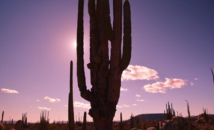 giant Cactus Baja California